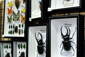 Framed dried beetles for sale in the souvenir shop