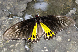 Golden Birdwing “Troides aeacus” is a large butterfly belonging to the Swallowtail “Papilionidae family”