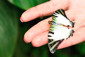 Butterfly is sitting on the my wife's palm