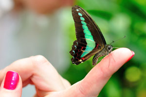 Butterfly is sitting on the my wife's finger