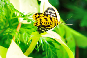 I saw a great quantity of the beautiful butterflies. It's a nice place to spend couple of hours