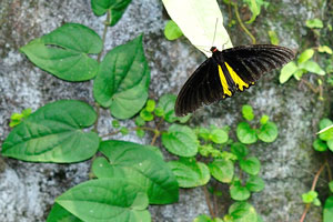 Troides aeacus is the northernmost birdwing butterfly as it stretches its range well into China