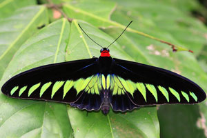 Rajah Brooke's Birdwing “Trogonoptera brookiana” is the national butterfly of Malaysia