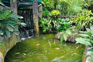 Artificial lake with lots of karp koi fish adds beauty to the park