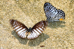 Butterflies are the key indicators of environmental health, so they can save us from ecological disaster