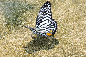 Butterfly park is an educational, interesting and great place for the kids