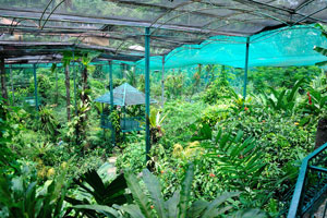 Butterfly park is a large public butterfly zoo. It is a popular tourist attraction in the country
