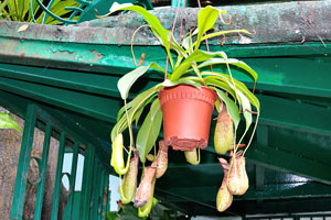 Nepenthes in the hanging pot
