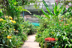 I like to wander through the small but intricate walkways of this beautiful butterfly park