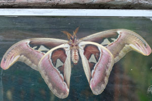 Atlas moth “Attacus atlas”