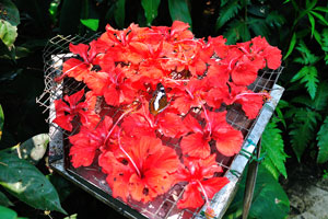 Employees spray red hibiscus flowers with a solution made of 90% water and 10% honey