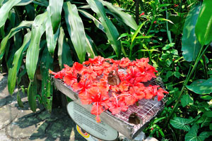 Butterflies land on these honeyed hibiscus flowers and feed on them