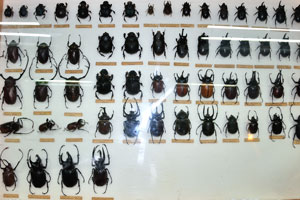 Some of the beetles that can be found in the museum are amazing!
