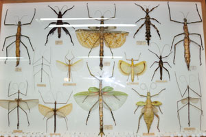 Phasmatodea species: Baculum nematodes, Heteropteryx dilatata and Diesbachia tamyris
