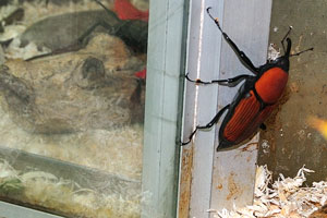 Cool down at the air-conditioned section with lots of live stick-insects, spiders and beetles