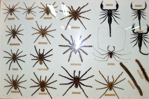 Brown tarantula, Giant bird spider and Malaysian bird spider
