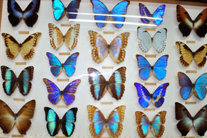 Morpho rhetenor, Morpho deidamia and other Morpho butterflies