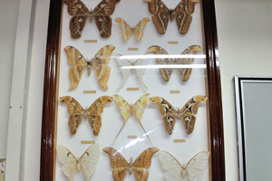 You may find Atlas moth on this stand which presents giant moths
