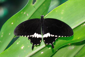 Visiting Butterfly Park is a must if you are in KL