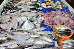 There is a good diversity of fresh fish and squids in the market
