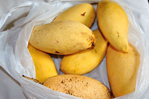 Fragrant mangoes from the Chow Kit wet market have a gorgeous taste