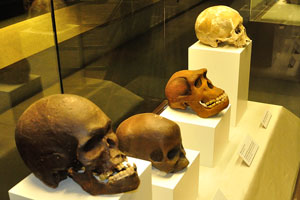 Skulls in gallery “A”