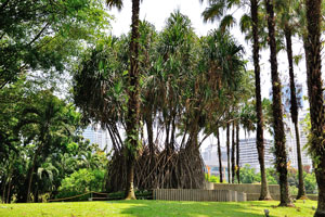 KLCC park was designed to showcase a heritage of tropical greenery by integrating man's creation with nature