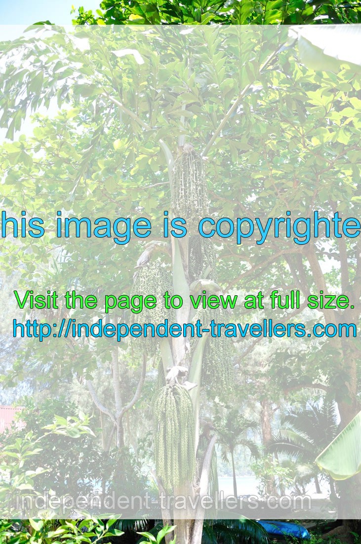 Please, help me to find the name of the exotic tree which grows in Coral View Island Resort