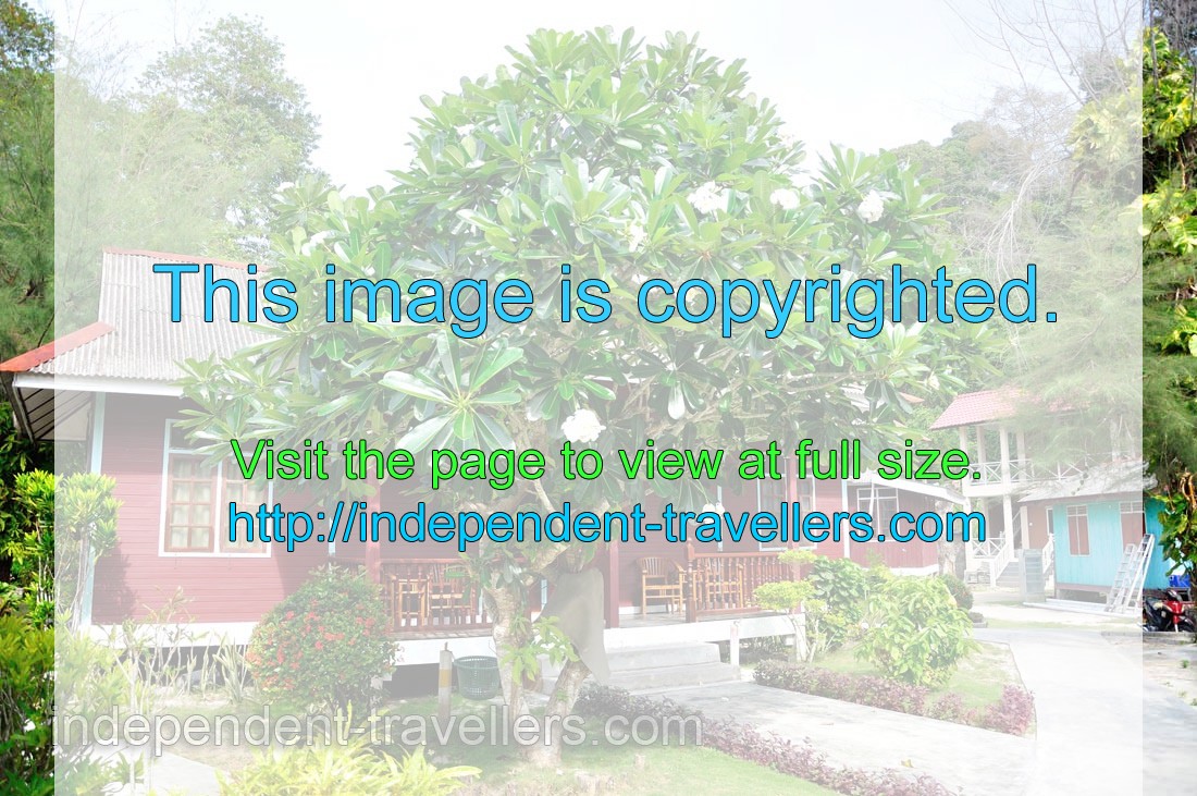 Huge pachypodium tree with white flowers decorates one of the cottages of Flora Bay Resort