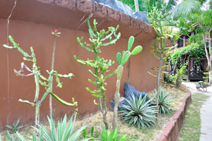 Succulents grow behind the wall which decorates the pool