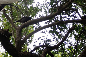 Wild monkeys on the tree