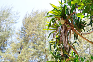 Fruit of the common screwpine matures on the tree in Coral View Island Resort