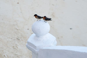 Two unknown small birds sit on the stairway of Cozy Chalet