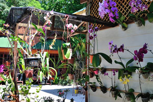 Orchids grow in the garden of the New Cocohut restaurant