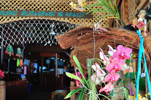 Phalaenopsis grows in the suspended flower pot on the wall of the New Cocohut restaurant