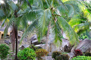Territory of the ministry is decorated by the amazing palm trees and huge stones