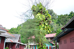 Tree grows in the yard of Flora Bay Resort