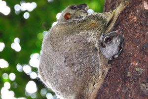 Sunda flying lemur “Galeopterus variegatus”