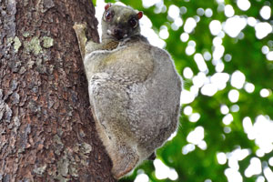 Sunda flying lemur, also known as the Malayan flying lemur or Malayan colugo, is a species of colugo