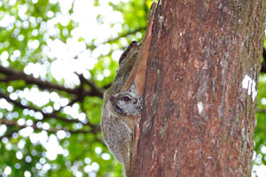It was a real miracle for me to find the flying lemur on Besar