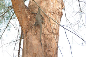 Spotted monitor lizard climbed a tree