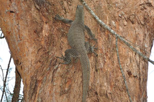Timor monitor or spotted tree monitor “Varanus timorensis” is a species of small monitor lizards