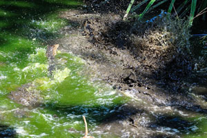 Monitor lizards tried to escape from me and it was like a water explosion
