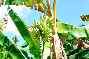 Banana plants with the fruits