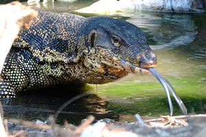 Big monitor lizard sticks his blue forked tongue out