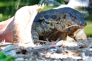 Central jungle trek on the Besar island is an excellent trail to see monitor lizards