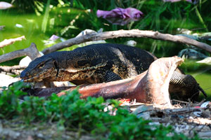 This time we were only three meters away from the monitor lizard