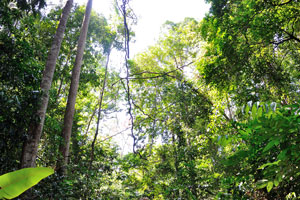 Experience the central jungle trek because it is the best jungle trekking on Besar!