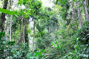 This jungle trekking is the longest and the easiest on the Besar island
