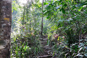 Start of the southern jungle trail if you go from the western beaches